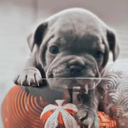 French Bulldogs from Top Shelf Bullies LLC