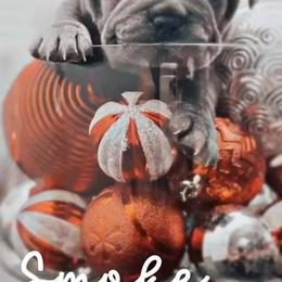 French Bulldogs from Top Shelf Bullies LLC