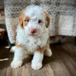 Toffee - Red male Bernedoodle puppy in Danielsville, Georgia from Meg's Doodles and Poodles