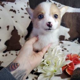 North - Red merle and white American Corgi puppy in Damascus, Arkansas from Thomas Corgi's