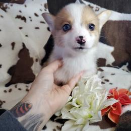 North - Red merle and white American Corgi puppy in Damascus, Arkansas from Thomas Corgi's