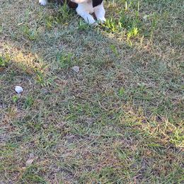 English Springer Spaniel Puppies from Savannah River Springers