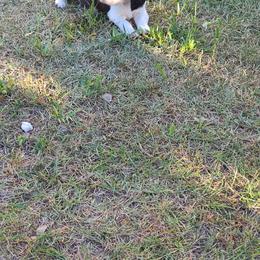 English Springer Spaniel Puppies from Savannah River Springers
