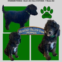 GUSTAV - Ella's Green Collar Boy - Phantom male Poodle puppy in Charlo, Montana from Heavenly Hilltop Farm