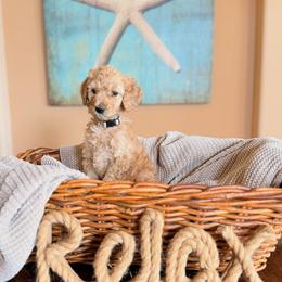 Poodle Puppies from Regal Crest Poodles