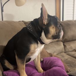Guinness - French Bulldog