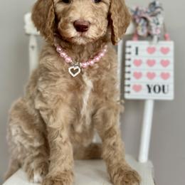 Light Pink - Cream female Goldendoodle puppy in Hesperia, Michigan from Red Acres Poodles & Doodles