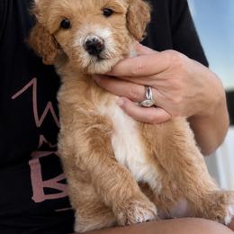 Hawk - Apricot male Goldendoodle puppy in Van Alstyne, Texas from Forest Haven Doodle Co.