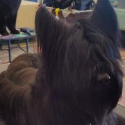 Briards from PatitasGrandes