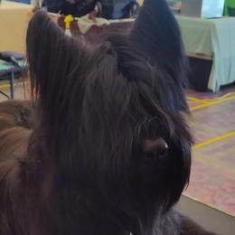 Briards from PatitasGrandes