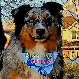 Gabby - Australian Shepherd