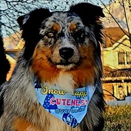 Gabby - Australian Shepherd