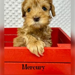 Murcury - Caramel red male Australian Labradoodle puppy in Sacramento, California from Delta Breeze Labradoodles