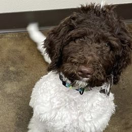 Goldendoodles, Labradoodles, Poodles, and Sheepadoodles from Osage Puppies LLC