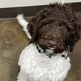 Goldendoodles, Labradoodles, Poodles, and Sheepadoodles from Osage Puppies LLC