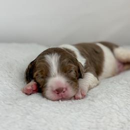 King - Chocolate merle male Bernedoodle puppy in Fleming, Colorado from Vandenbark Doodles