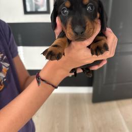 Cleo - Black and tan female Dachshund puppy in Tomball, Texas from Gutierrez House of Doxies