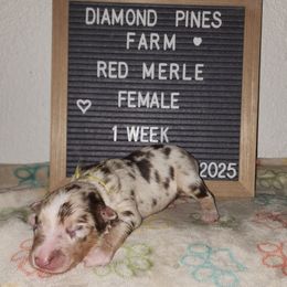 Yellow - Red merle female Australian Shepherd puppy in Camp Verde, Arizona from Diamond Pines Farm
