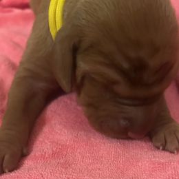 Girl 4 - Red golden Wirehaired Vizsla puppy in Pittsburgh, Pennsylvania from Kendra Breeding