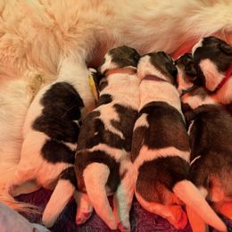 Pyrenean Mastiff Puppies from Bella Dulce