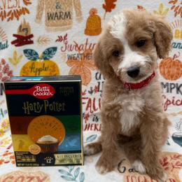 Harry - Apricot male Goldendoodle puppy in Conroe, Texas from Tails of Cypress