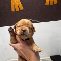 Faith Yellow Collar - Yellow female Labrador Retriever puppy in Elloree, South Carolina from Moonlight Kennels LLC