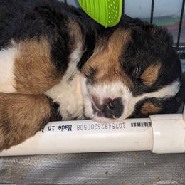 Bernese Mountain Dog Puppies from Baby Bear Bernese Kennel