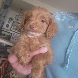 Dodge - Red and white male Cockapoo puppy in Ellensburg, Washington from Dawn to Dusk Cockapoos