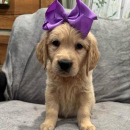 Clarice: Purple collar - Golden female Golden Retriever puppy in Monterey, Tennessee from Lawson’s Green Acres Goldens and Mini Dachshunds