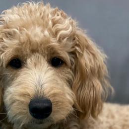 Princess - Double Doodle