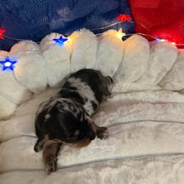Akc black and tan dapple male - Dapple male Dachshund puppy in Erie, Michigan from Champagne’s Grinch Toe’d Dachshunds