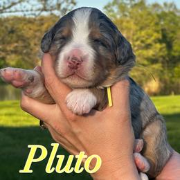 Pluto - Merle male Bernedoodle puppy in St. James, Missouri from Backwoods Bernedoodles