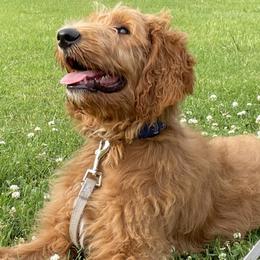 Goldendoodle All Grown Up from Ruby Pupper Doodles