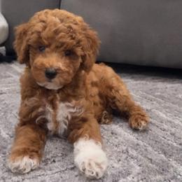 Churro - Red  male Goldendoodle puppy in Miami, Florida from Haus of Pawz