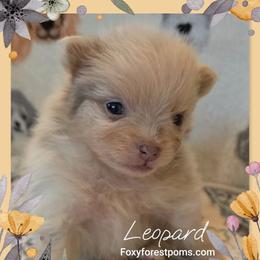 Leopard - Chocolate merle male Pomeranian puppy in Eatonville, Washington from Foxy Forest Poms