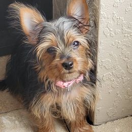 Yorkshire Terrier Puppies from Island Lake Yorkies