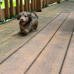 Dachshund puppies from Three K Miniature Dachshunds