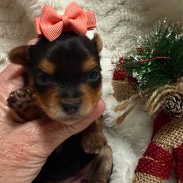 Miss Peach - Black and tan female Yorkshire Terrier puppy in Lexington, North Carolina from Silver Valley Yorkies