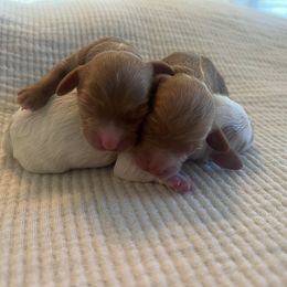 Cavapoo puppies from Dashing Dogs