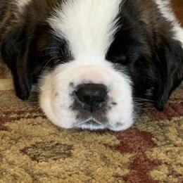Saint Bernard Puppies from Avant-Gard Saint Bernards
