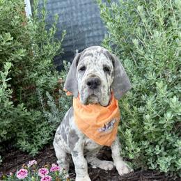 Kendra - Merle female Great Dane puppy in Granbury, Texas from Anderson Blau’s Great Danes