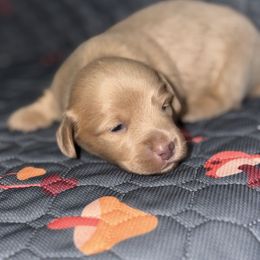River - Cream male Dachshund puppy in Florida from Doxie Rugrats