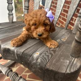 Gala - Red  female Goldendoodle puppy in Mint Hill, North Carolina from DoodleForever