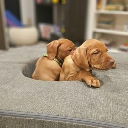 Vizsla Puppies from Driftless Vizslas