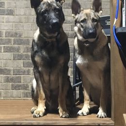 German Shepherd All Grown Up from A2 German Shepherd Dogs