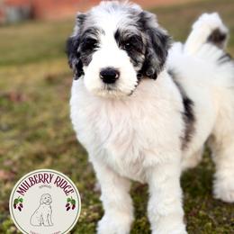 Onyx - Blue merle and white male Sheepadoodle puppy in Tahlequah, Oklahoma from Mulberry Ridge Doodles