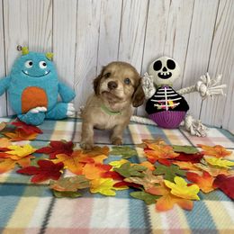 Dachshund Puppies from Warricks Wild Weenies