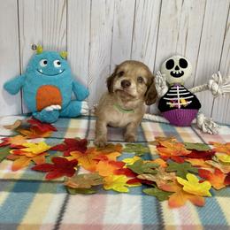 Dachshund Puppies from Warricks Wild Weenies