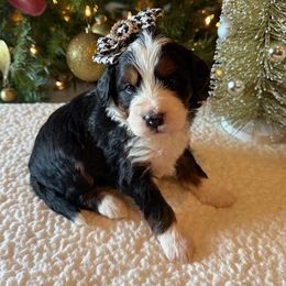 Girl 2 - female Bernedoodle puppy in Perrysville, Ohio from Pleasant Valley Bernedoodles