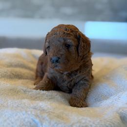 Pink - Apricot female Goldendoodle puppy in Payson, Utah from Country Sky Doodles